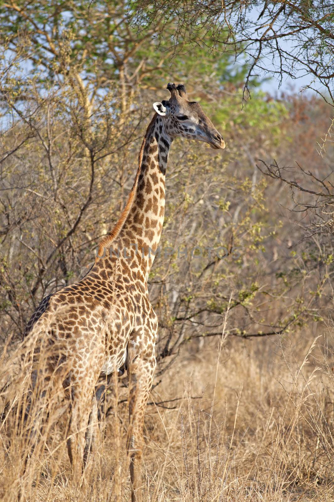 Wild Giraffe by kjorgen