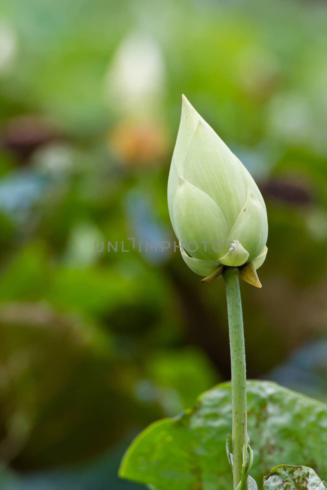 Closeup of green lotus