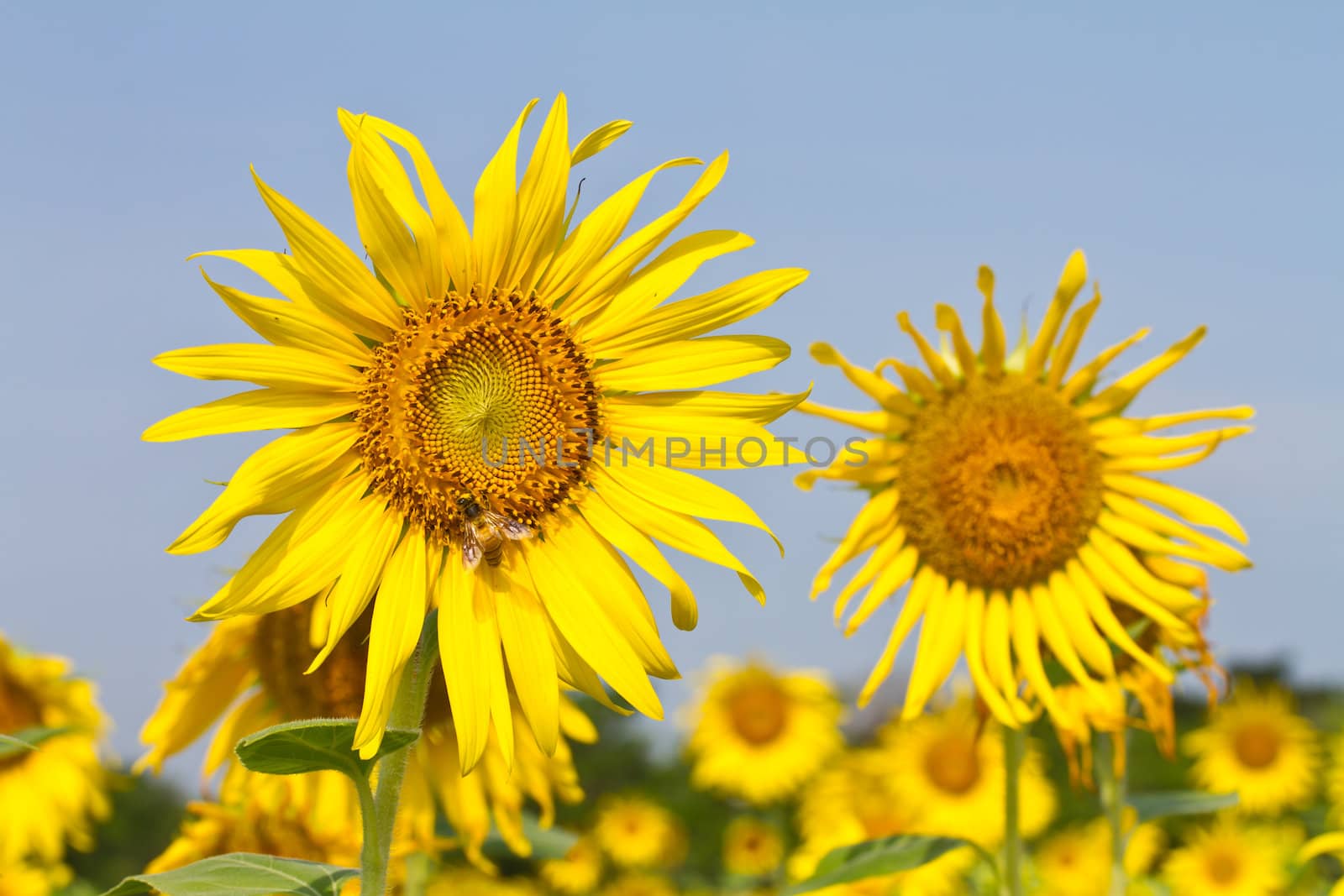 Sunflower field in the farmland of thailand