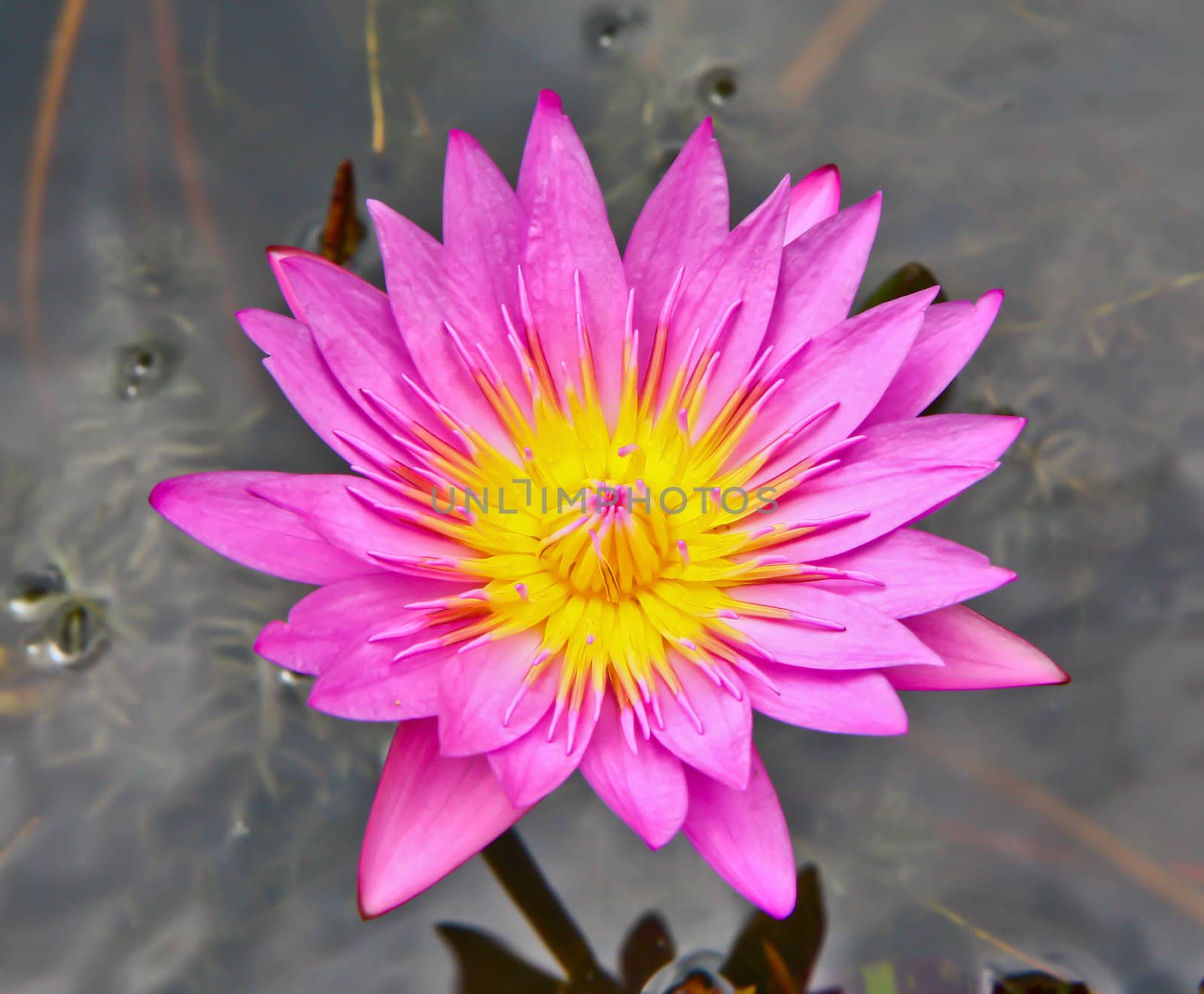 Pink lotus by Photoguide