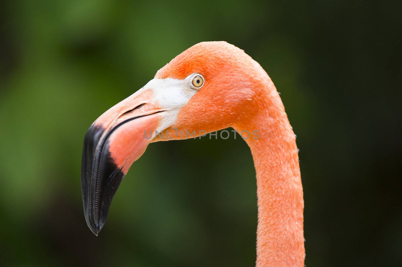 Close up image of head of Flamingo against blur background