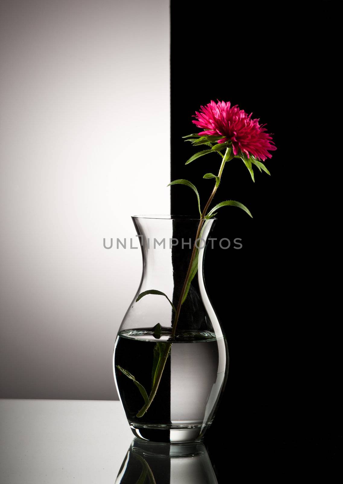 red flower in vase over black and white background