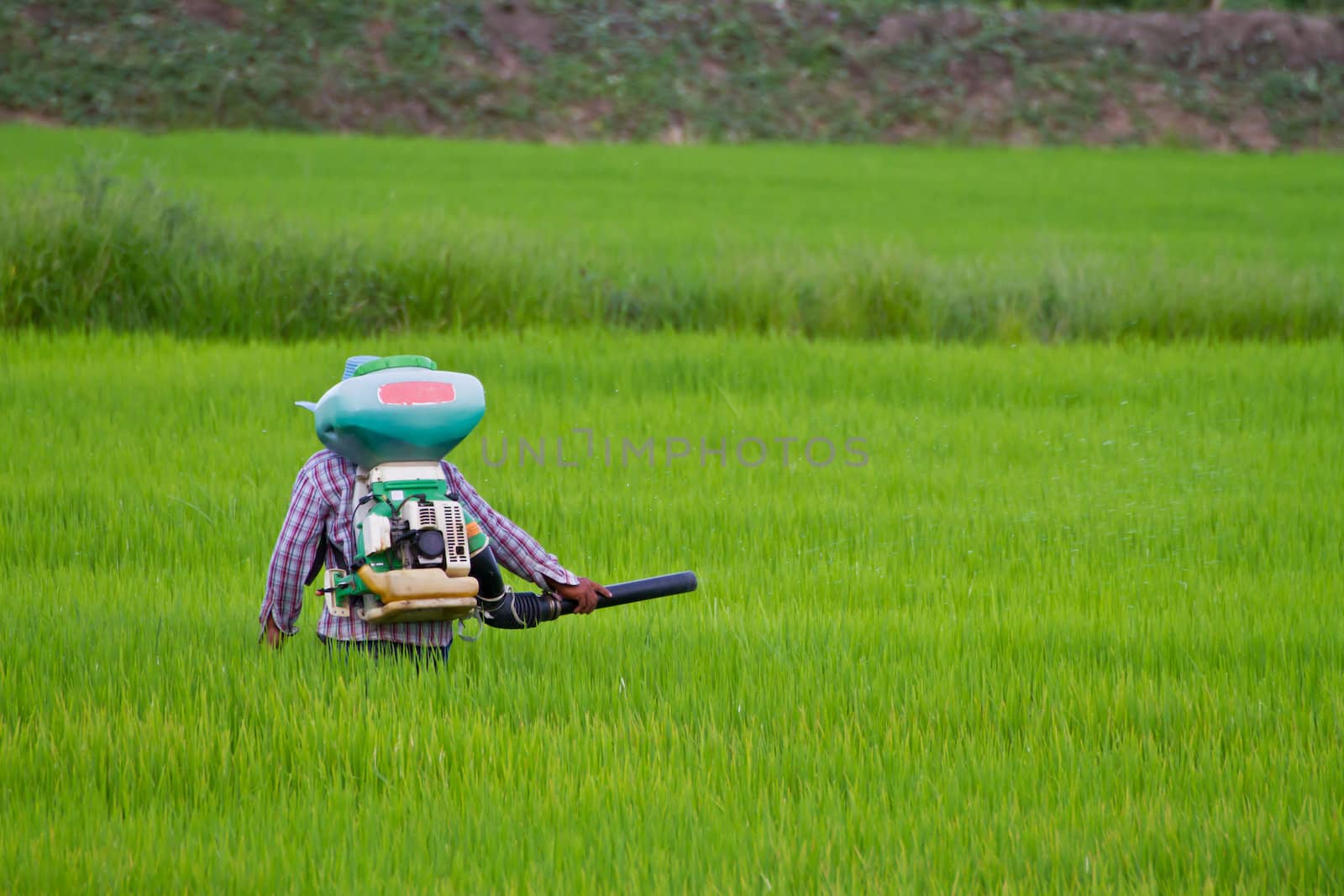 Farmer spraying manure in rice field