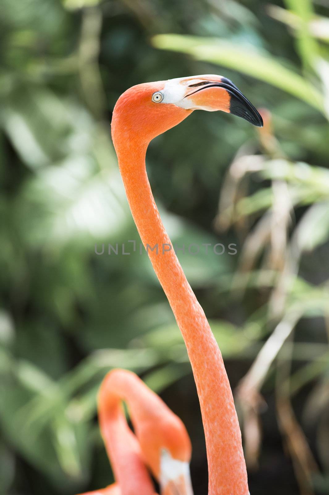 Close up portrait of head and neck of a beautiful flamingo on a blur outdoor background