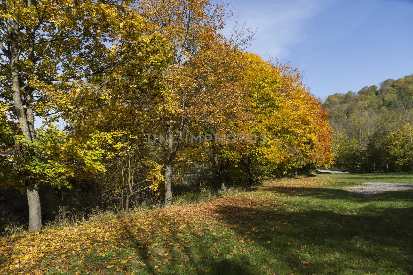 landscape with row of trees in autumn by gewoldi