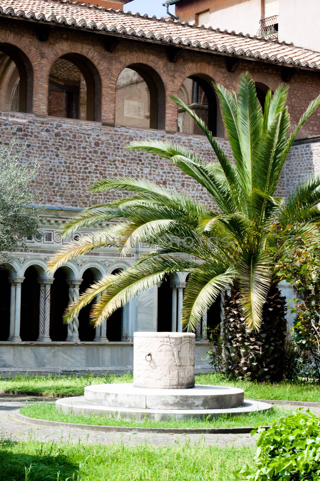 A palm tree in the inner yard in archbasilica os St. John Lateran in Rome
