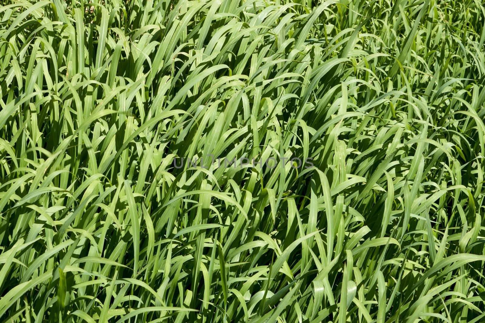 Lush green grass shining in the bright sunlight