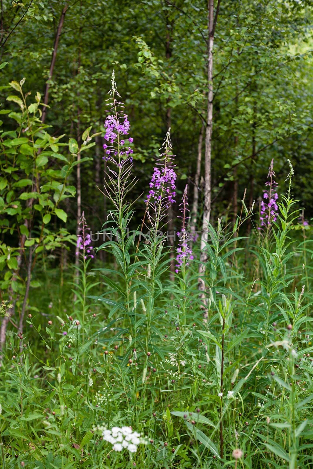 Purple flowers and grass in front of summer field
