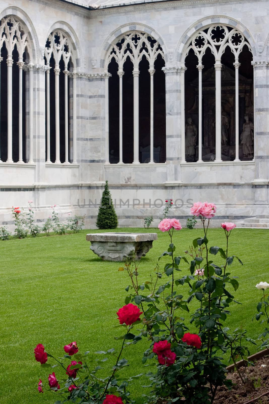 Red and pink roses in the inner yard of Campo Santo in Pisa
