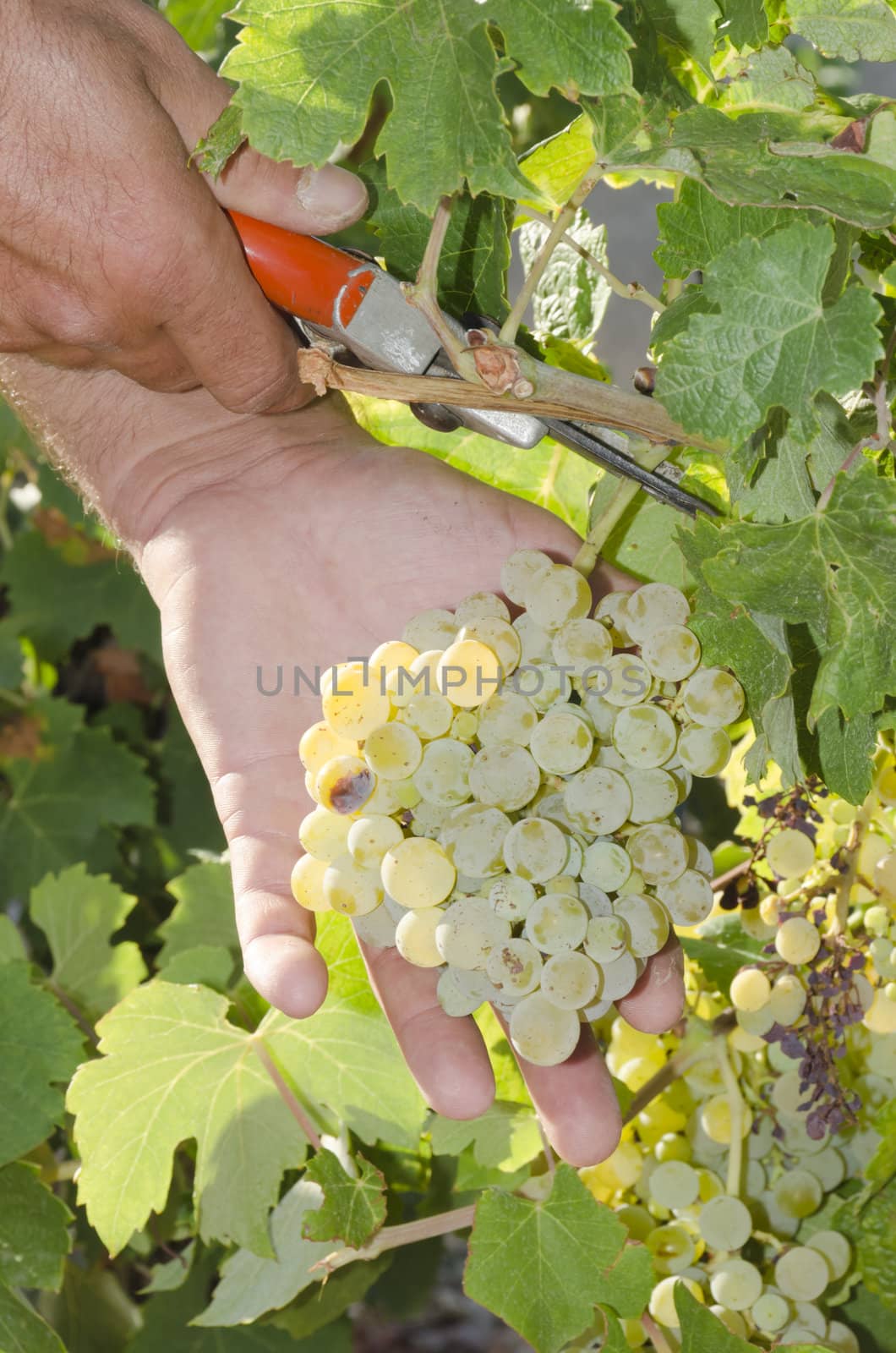 grape picker and pruner