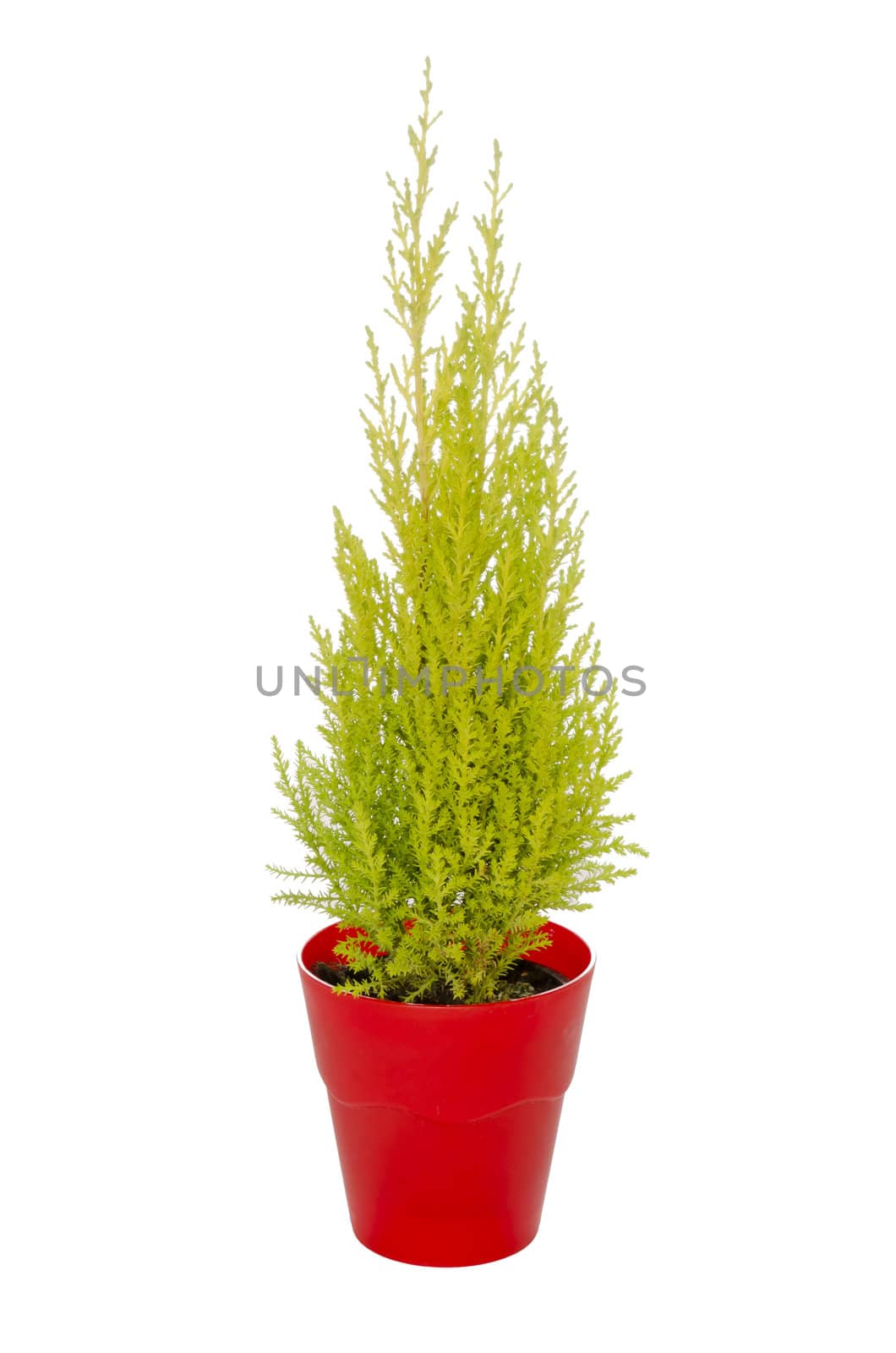 green fir in a red pot isolated on a white background