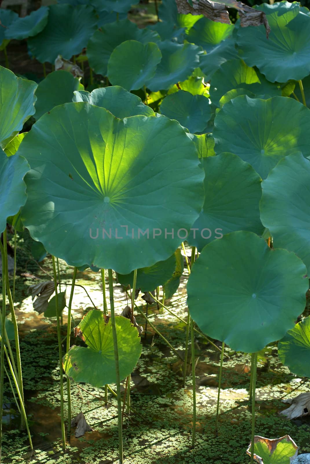 Round green plant in the swamp 