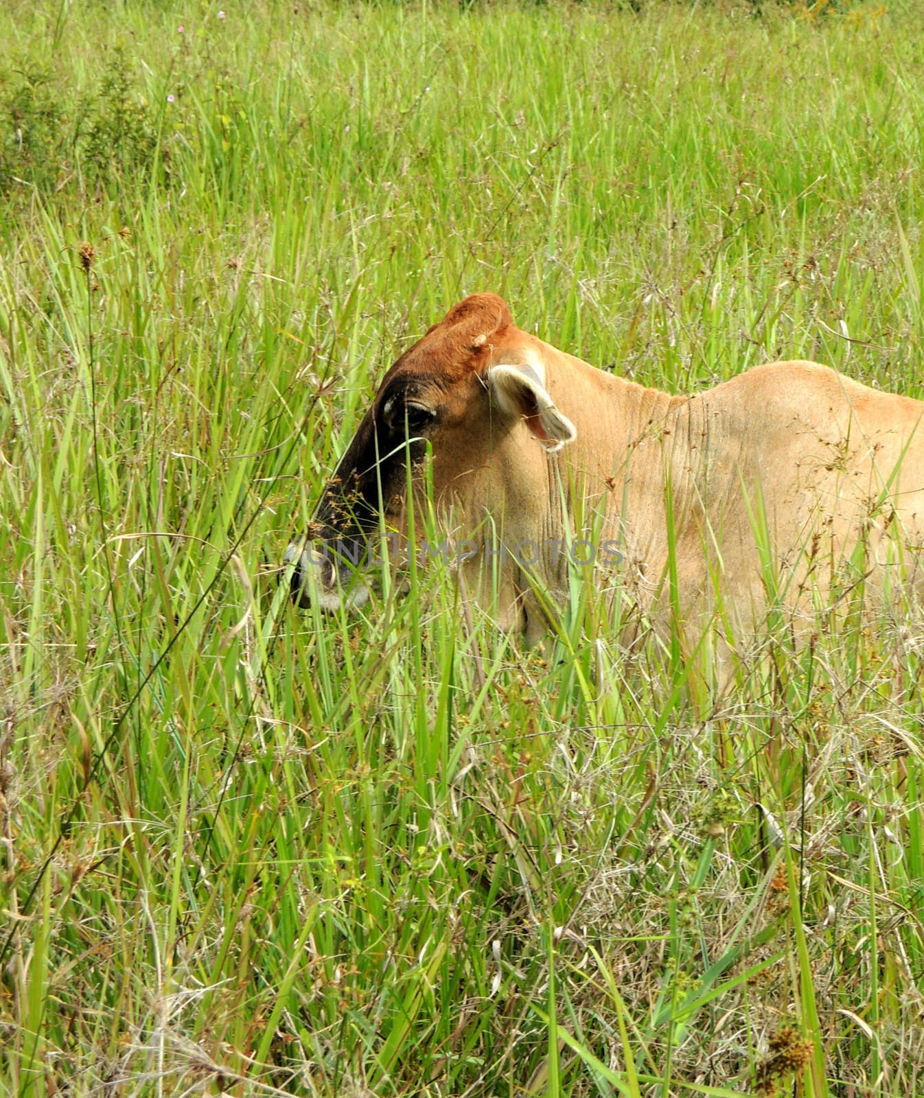 Cow in the farm