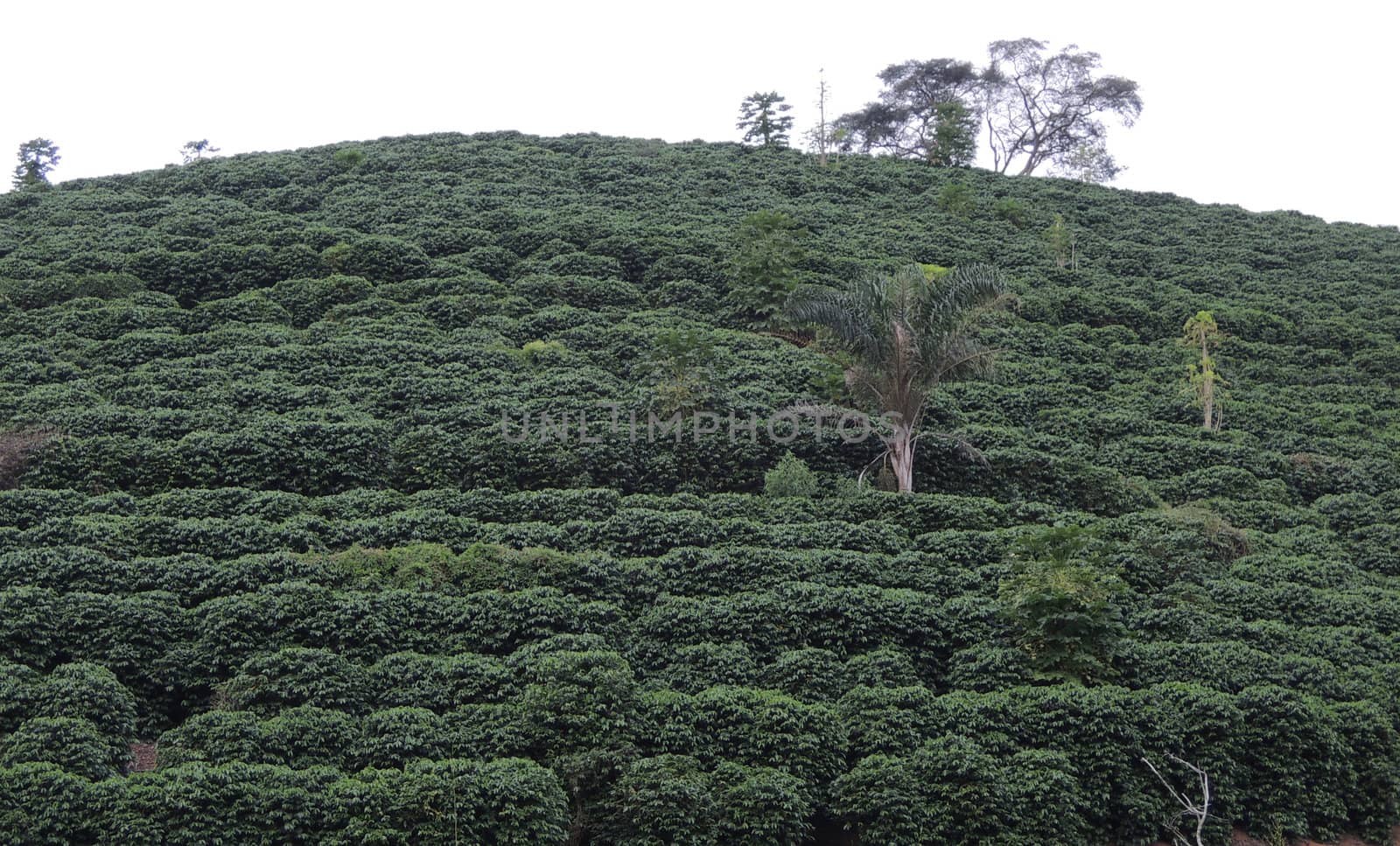 coffee plantation by eldervs