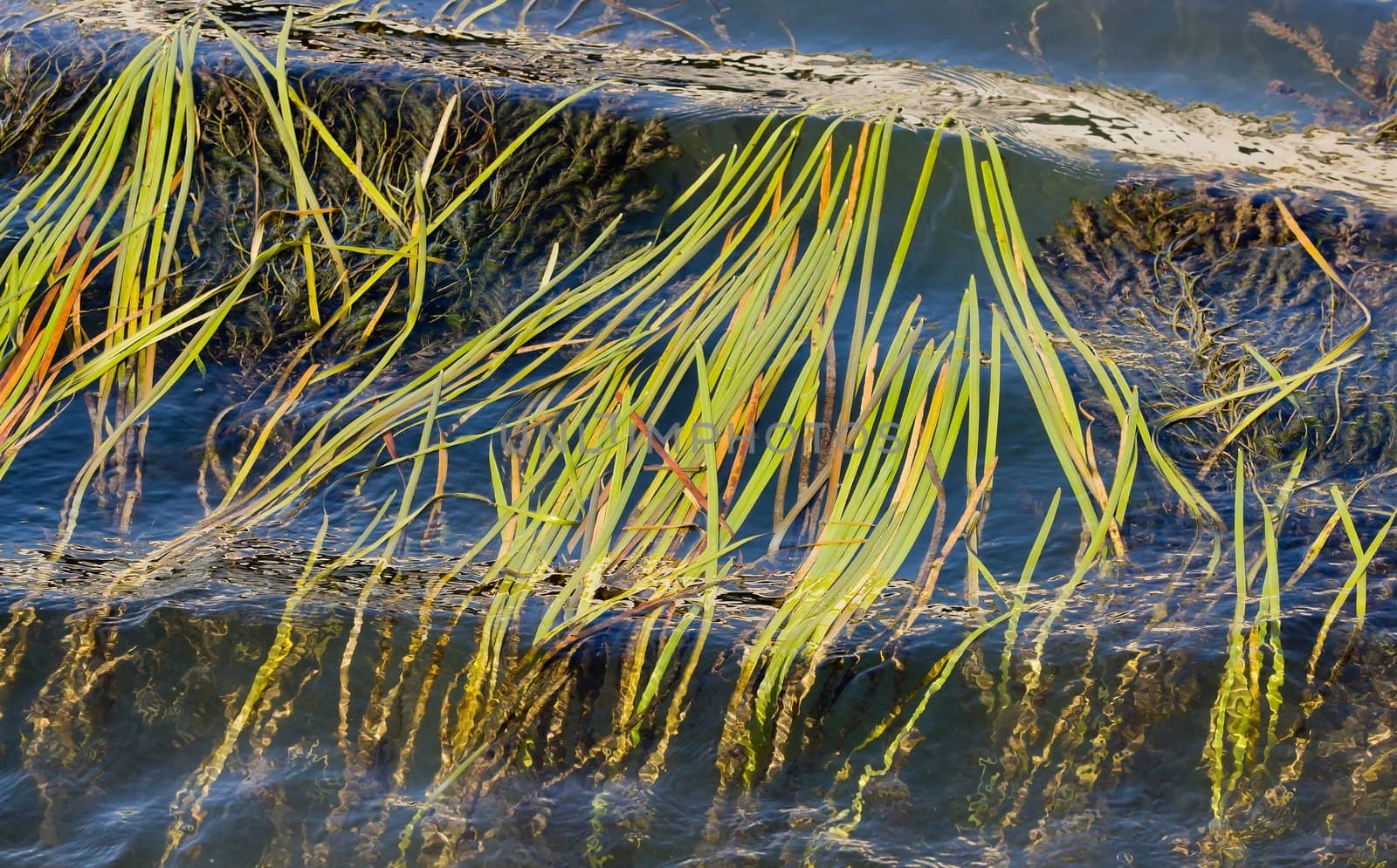 seaweeds following the stream of the Seine  Paris France by neko92vl