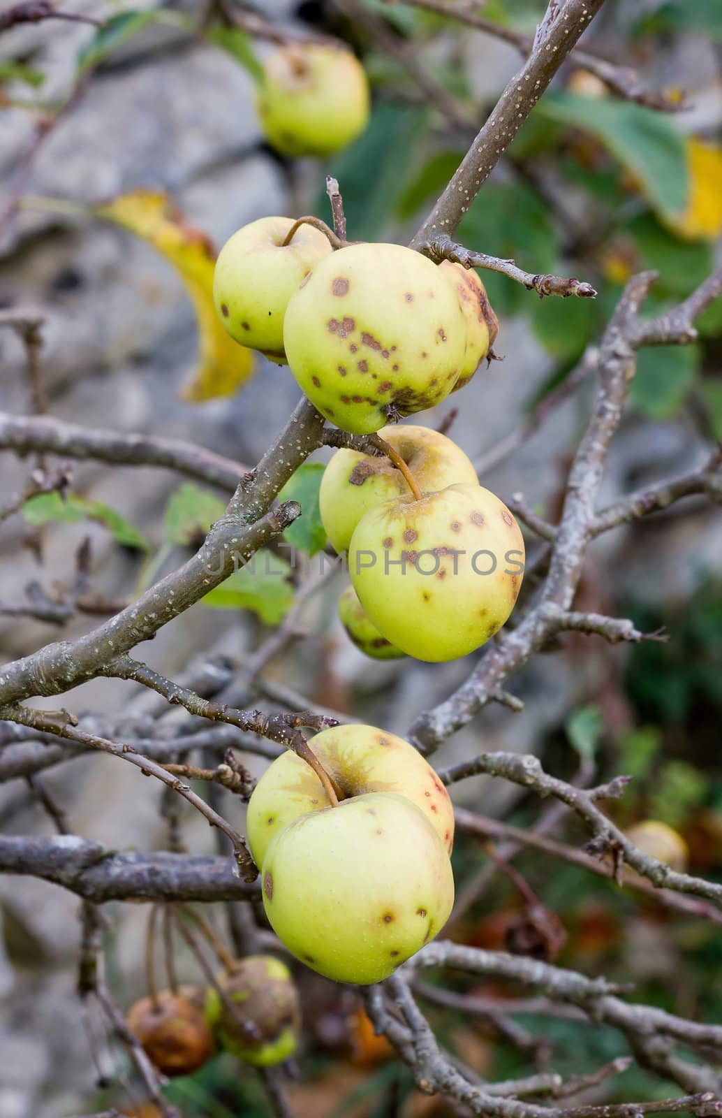 yellow hailed apple, summer end, beginning of autumn by neko92vl