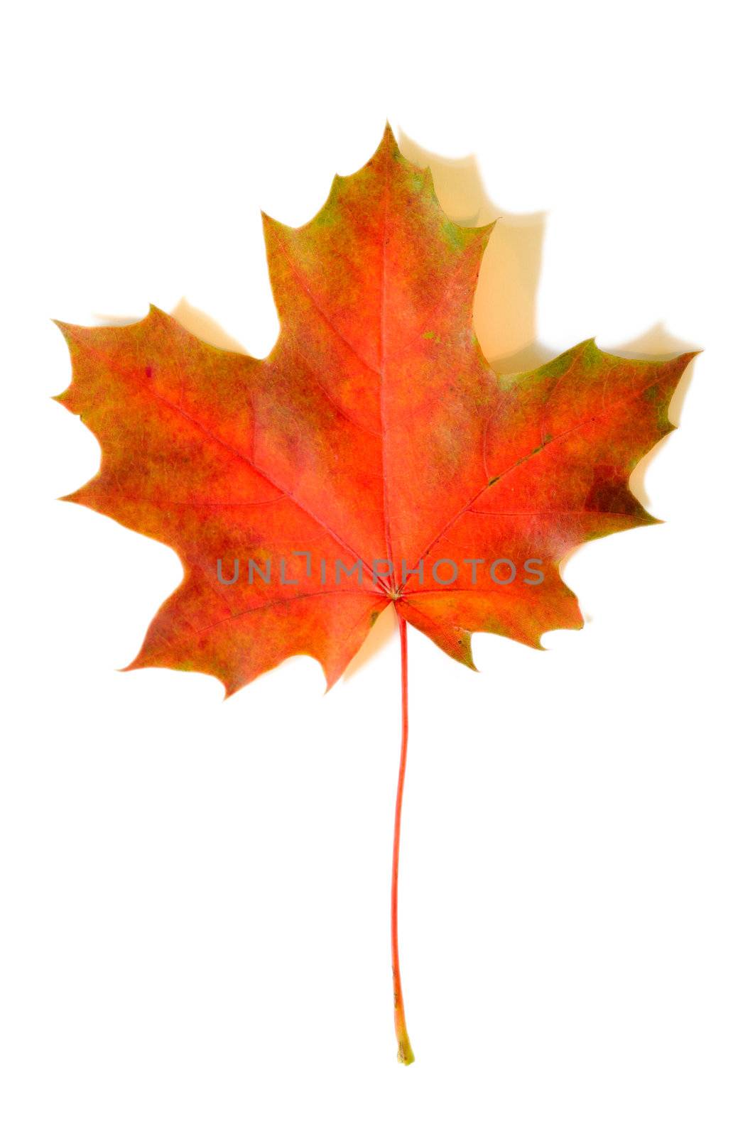 Yellow autumn maple leaf with soft shadows on white background