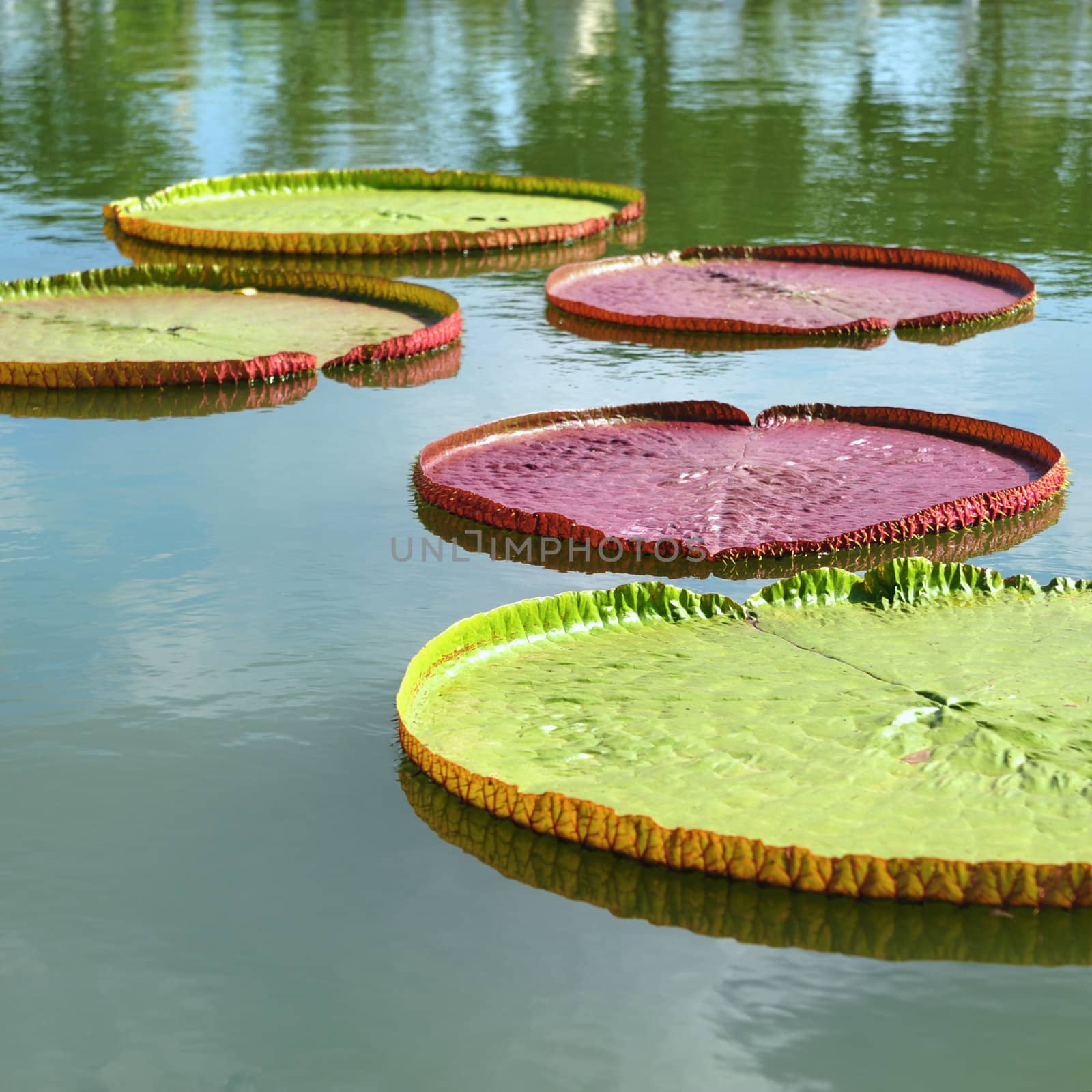 Giant Water Lily by antpkr