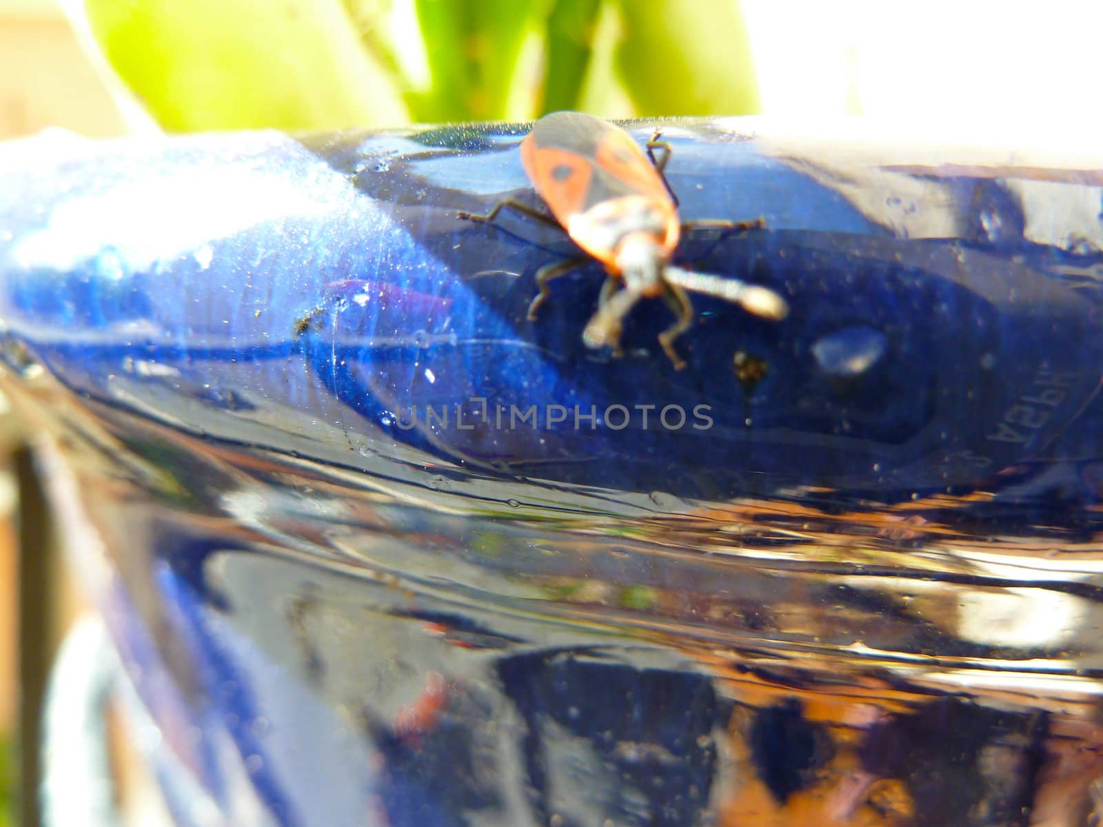 insect on the rim of a glazed pot