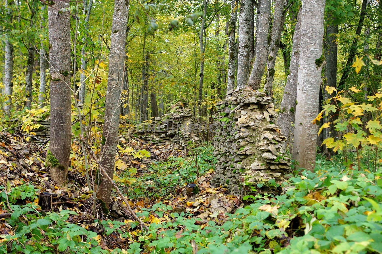 Ruins of an old building in a forest