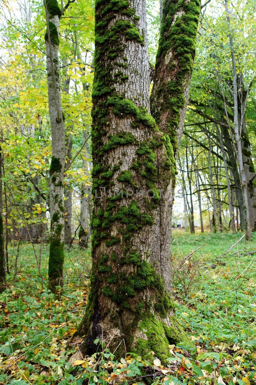 The tree trunk is covered by a green moss