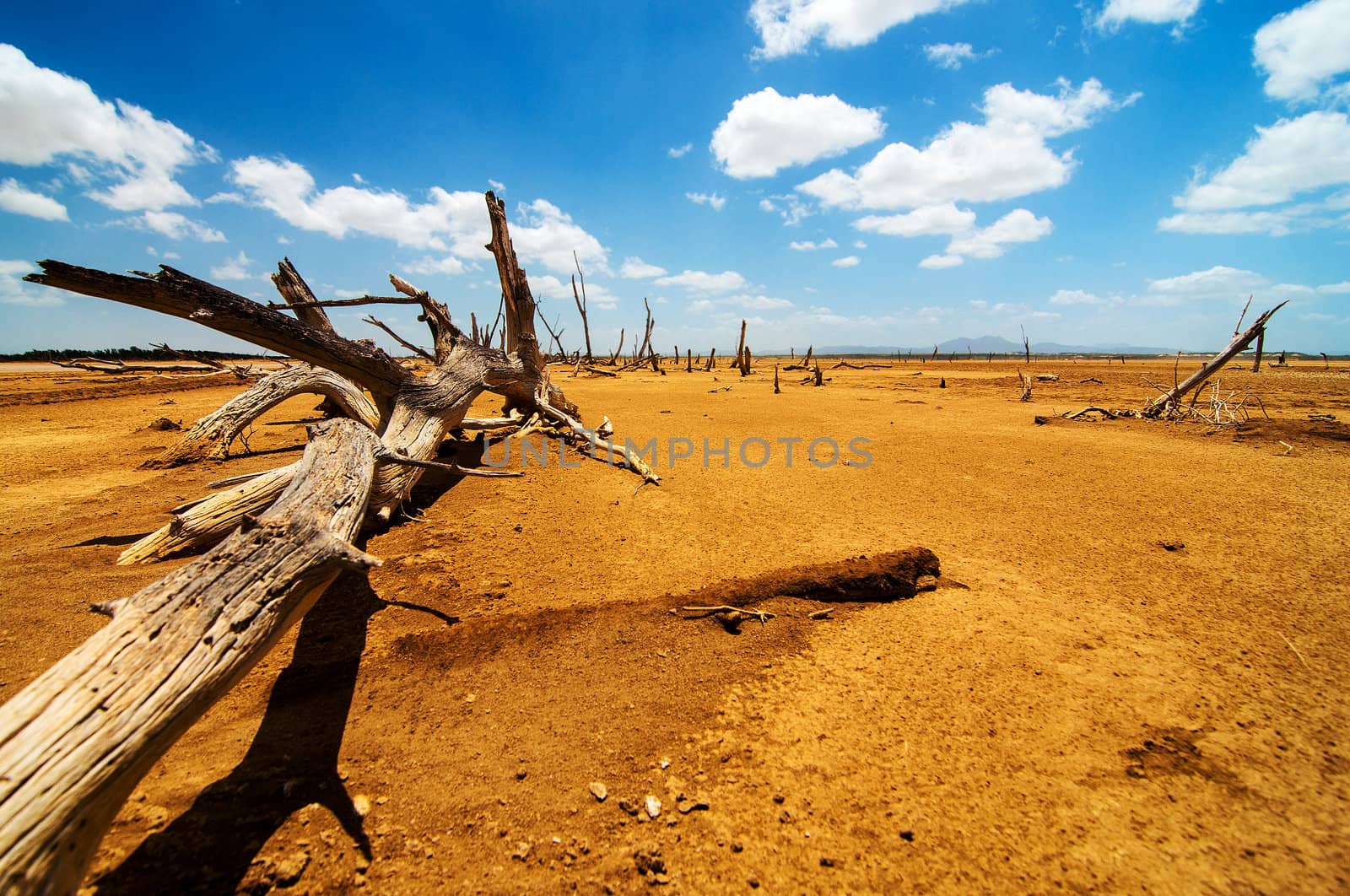 A dead weathered tree in Guajira, Colombia.