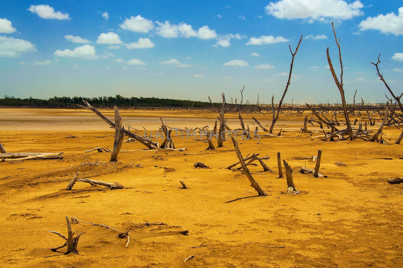 A dead tree forest in a desolate desert.