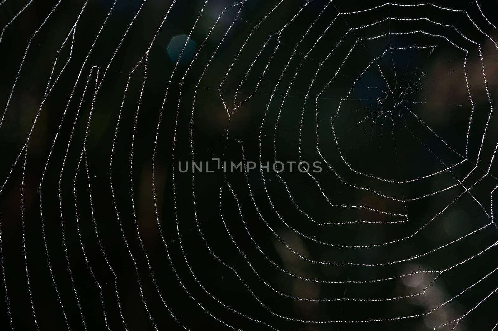 Back light spider net dewdrop net spider. Dark background