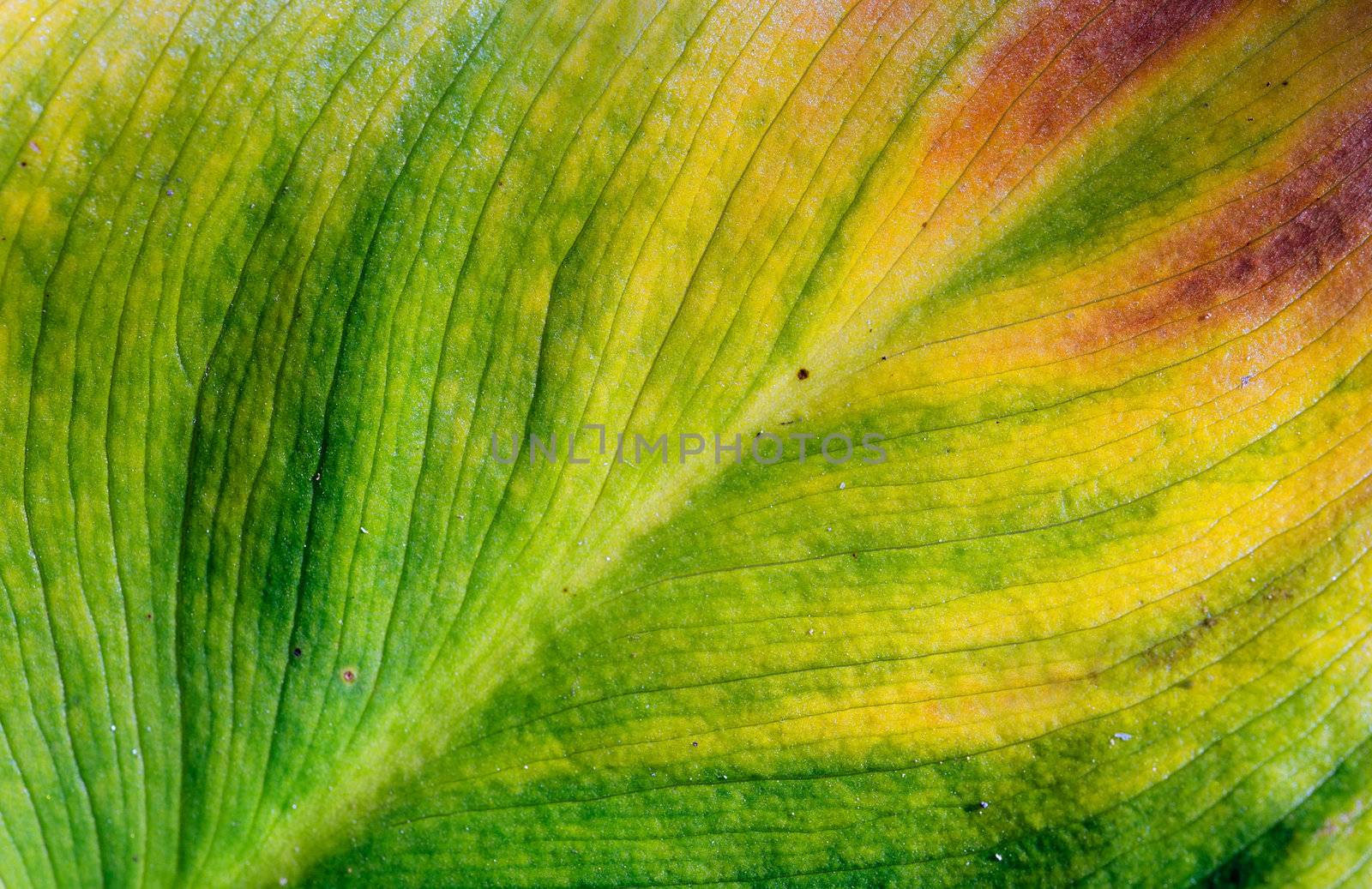 Close-up of leaf of lily. Green and yellow color. 