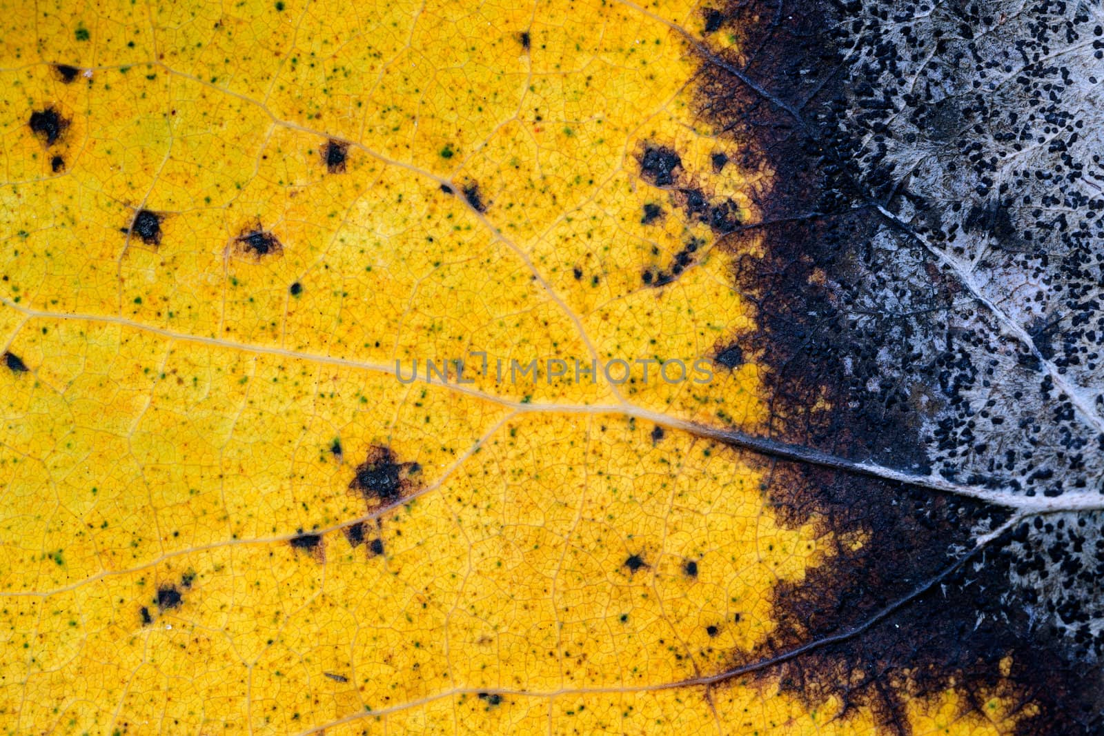 Yellow leaf of an aspen with yellow streaks. Close up. Autumn coloured leaf macro shot