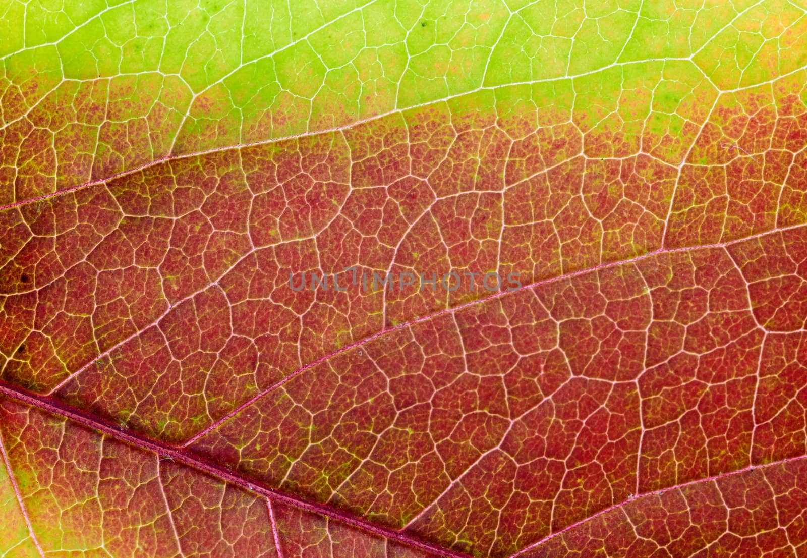 Red leaf of an aspen with yellow streaks. Close up. Autumn coloured leaf macro shot