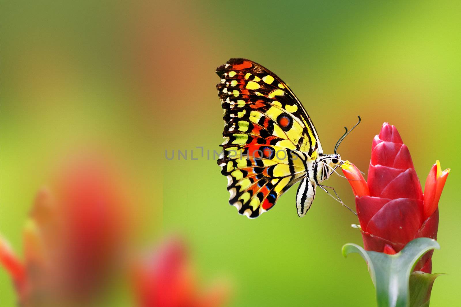 Monarch Butterfly on green red background