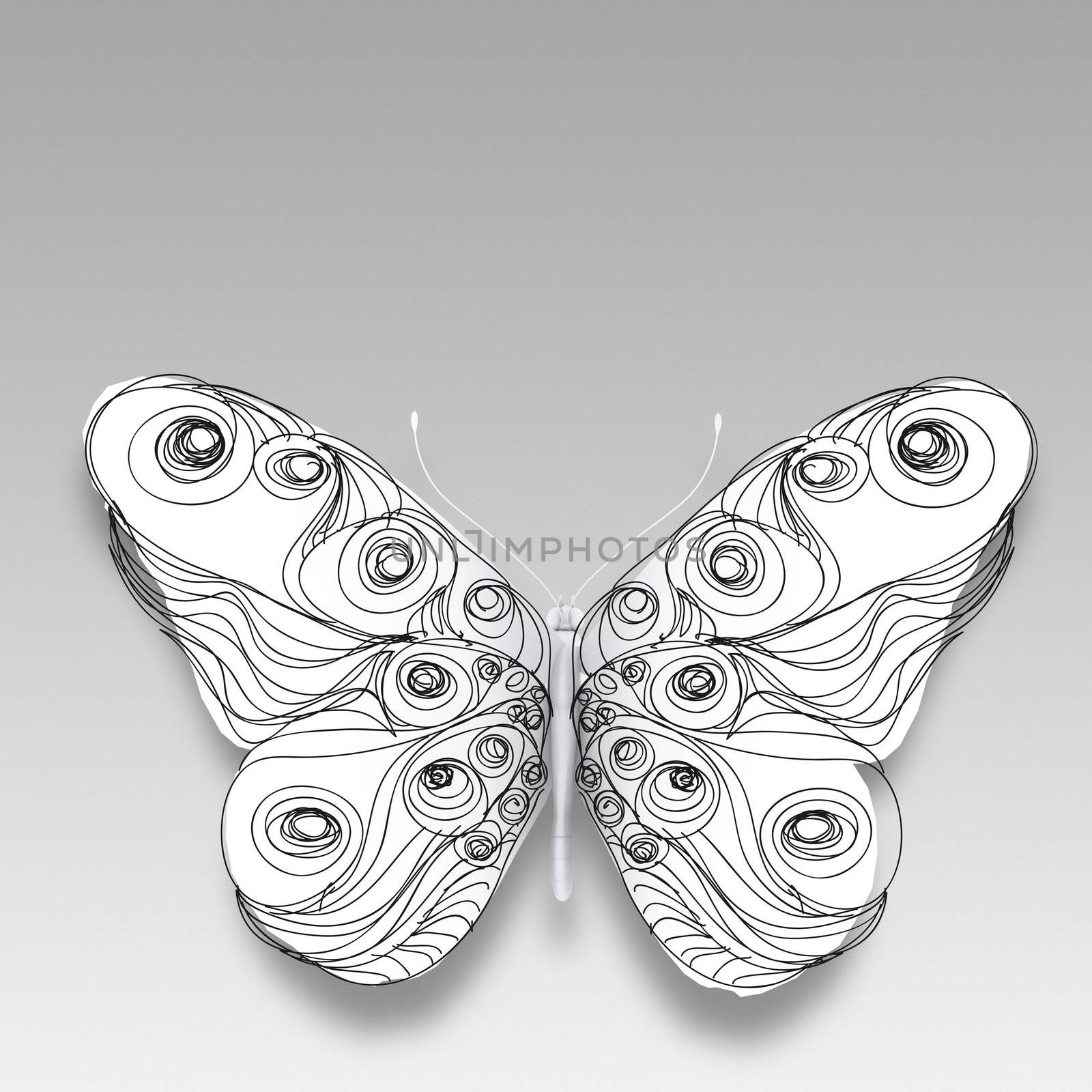 hand drawn butterfly on white