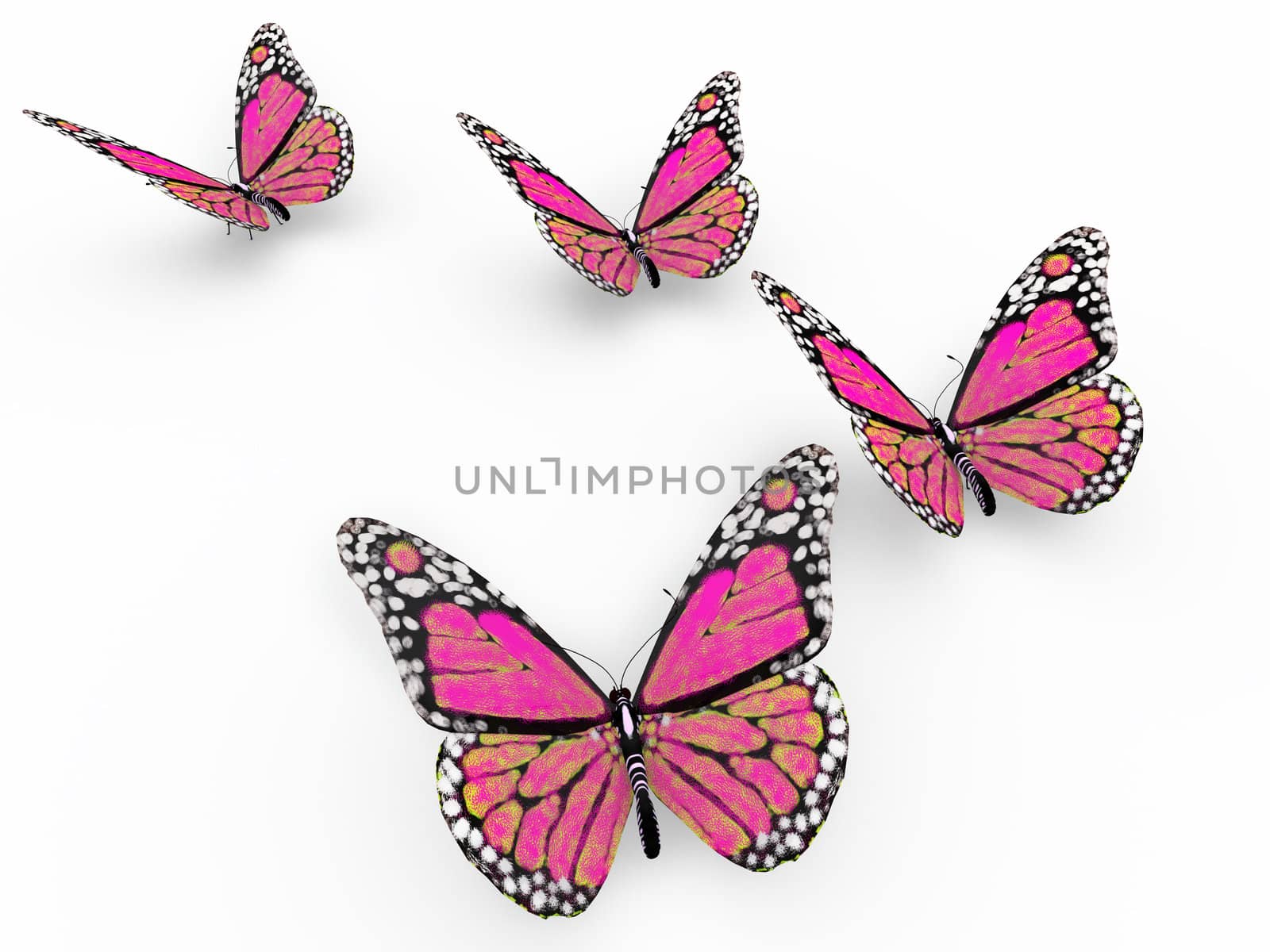 pink butterflies isolated on white background and soft shadows