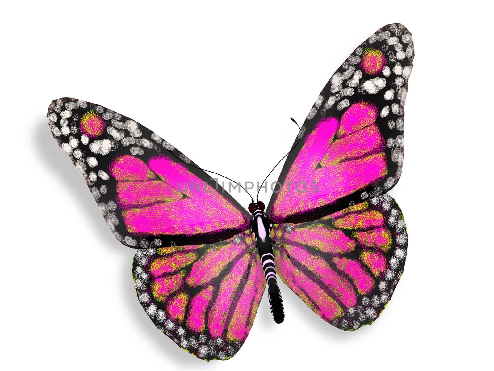 Pink butterfly, isolated on white