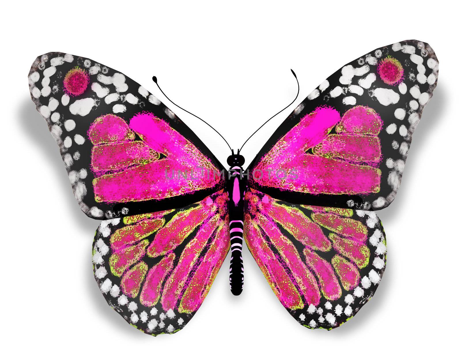 Pink butterfly by buchachon