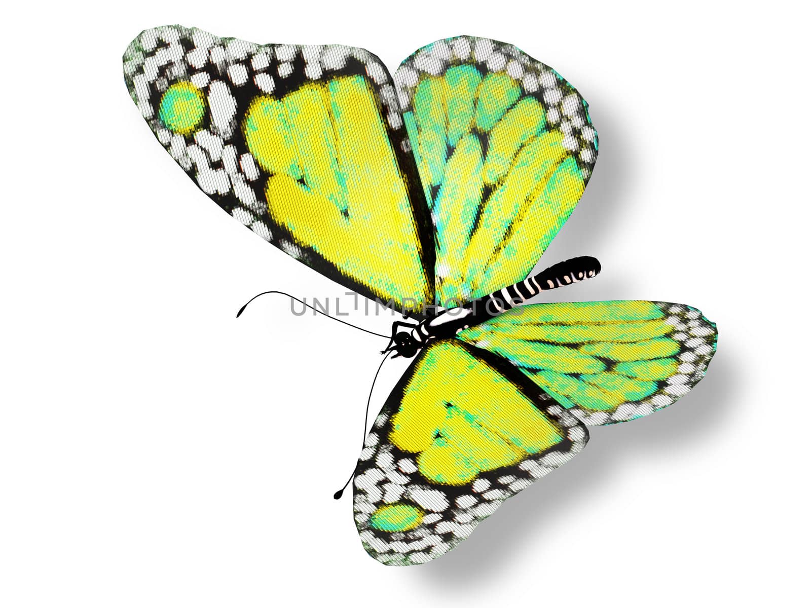 green butterfly by buchachon