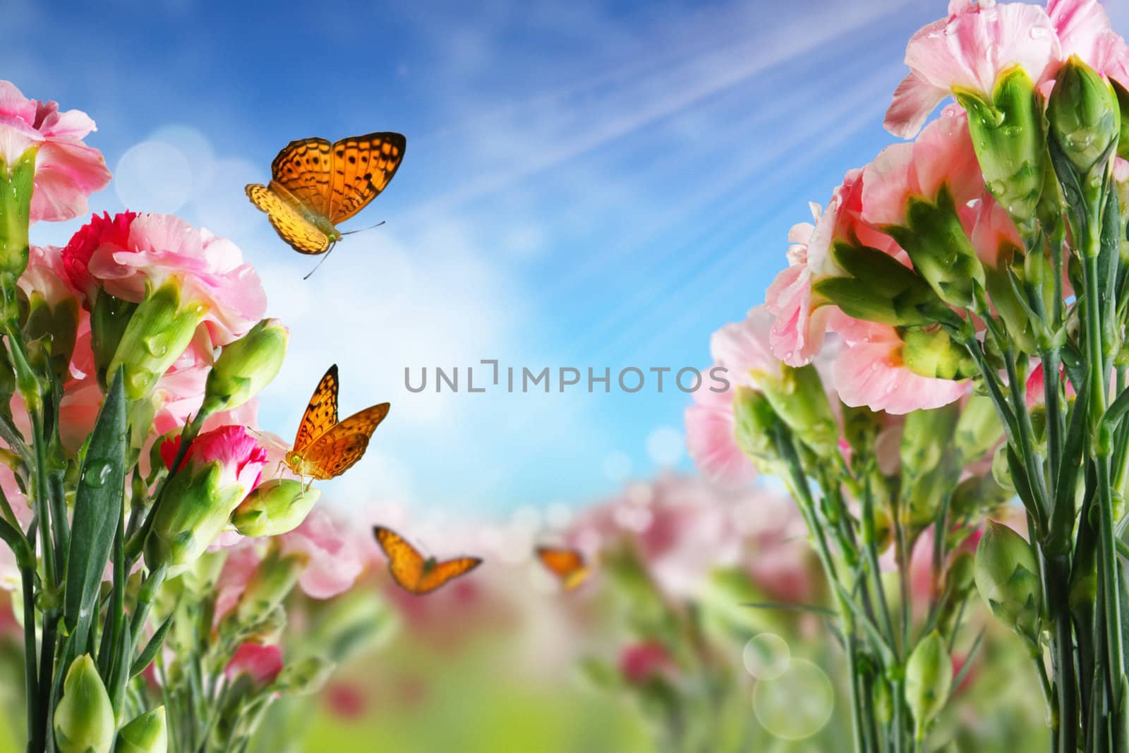 Beautiful Carnation flowers and butterflies in sun ray morning