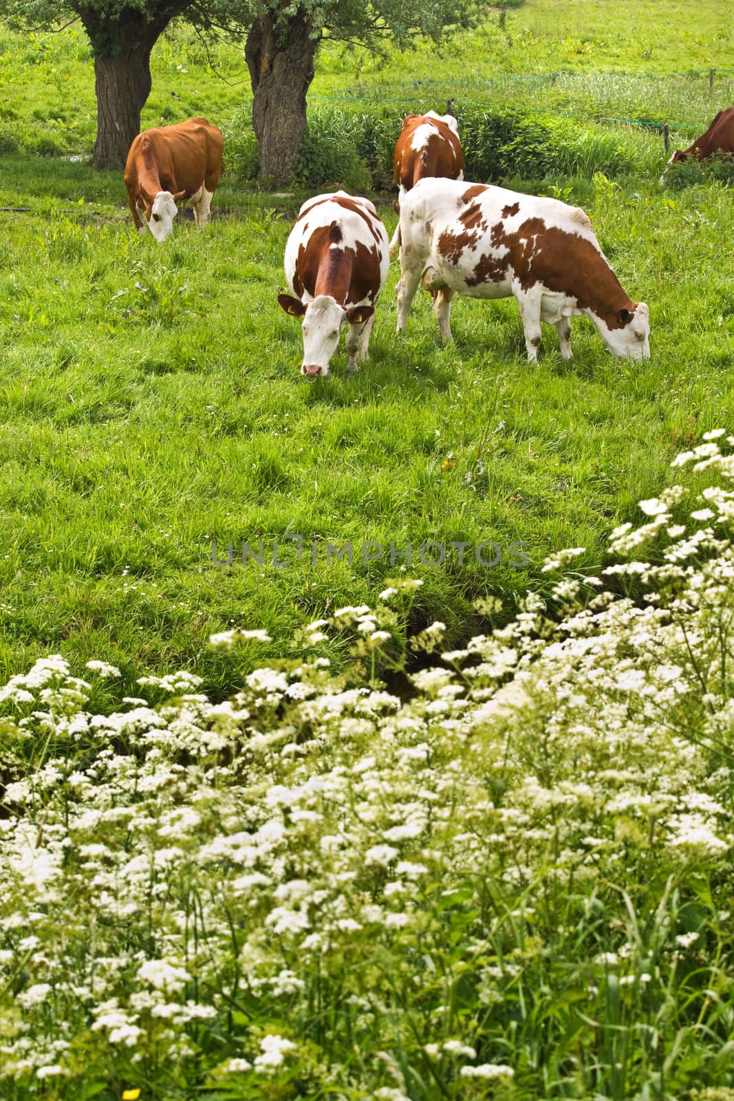 Pollard-willows, cow parsley and grazing cows by Colette
