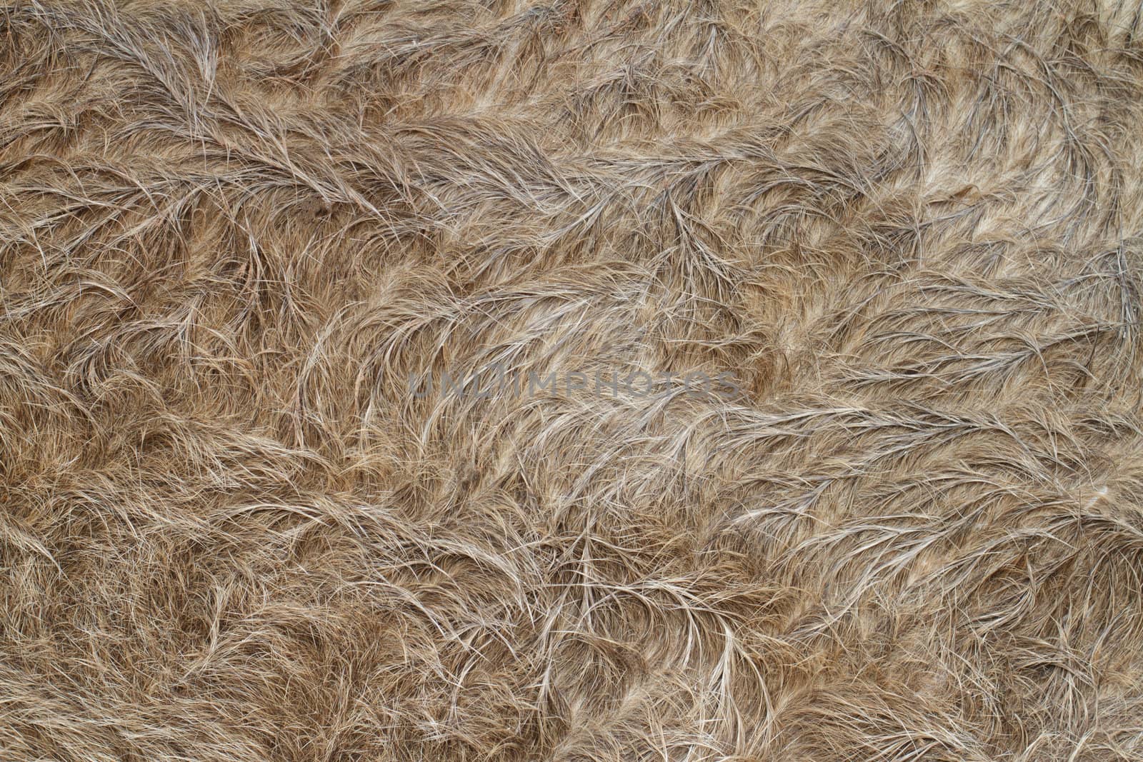Close up of Buffalo fur background