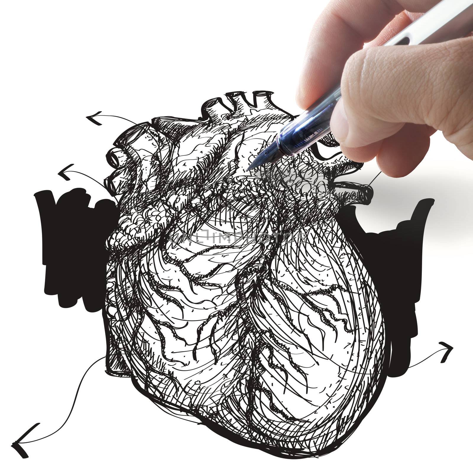 hand draws heart by buchachon