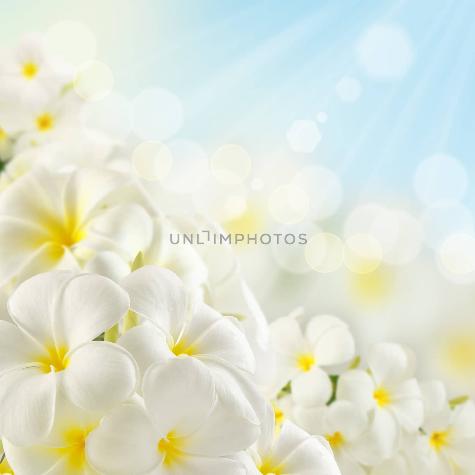 Bouquet of plumeria flowers and sunlight