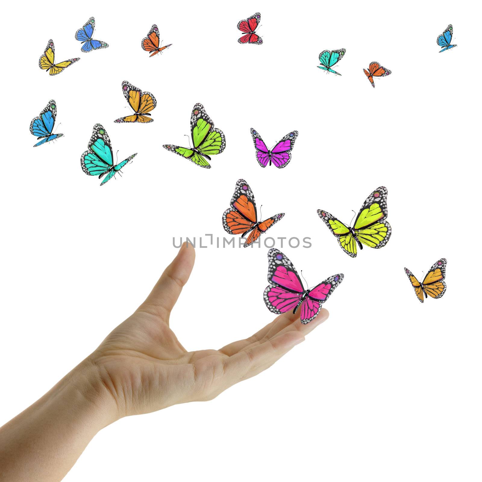 Hand releasing exotic butterflies on white