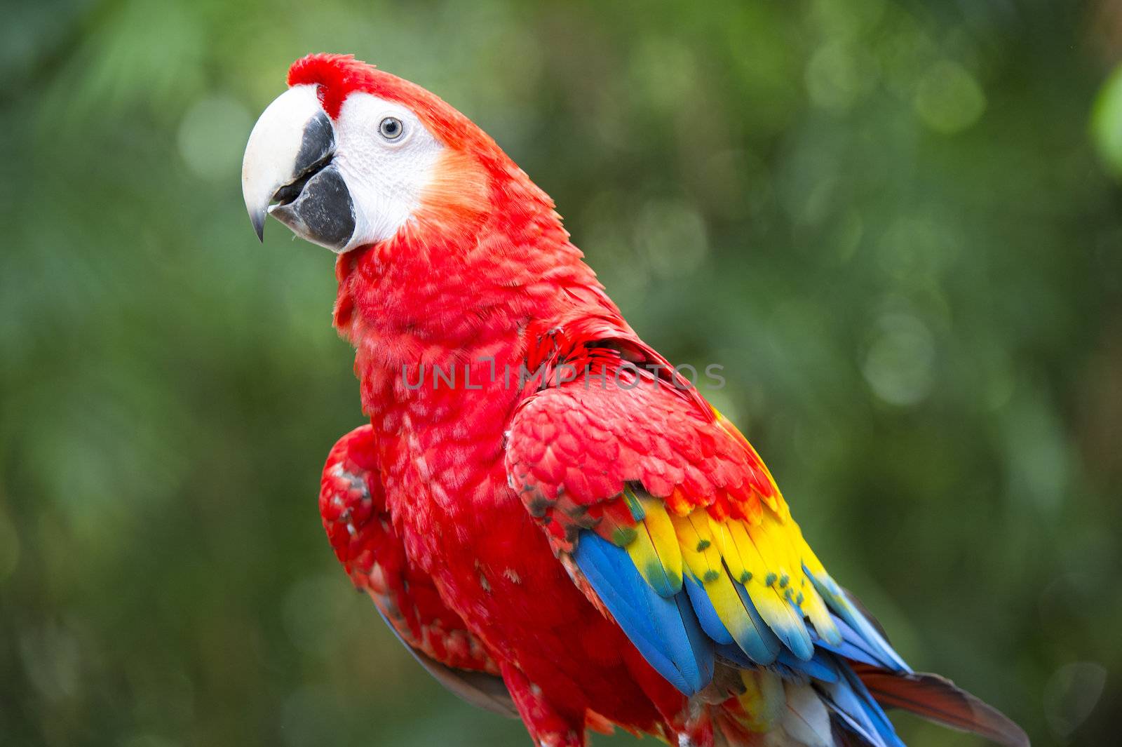 Hybrid Macaw in a blurred background