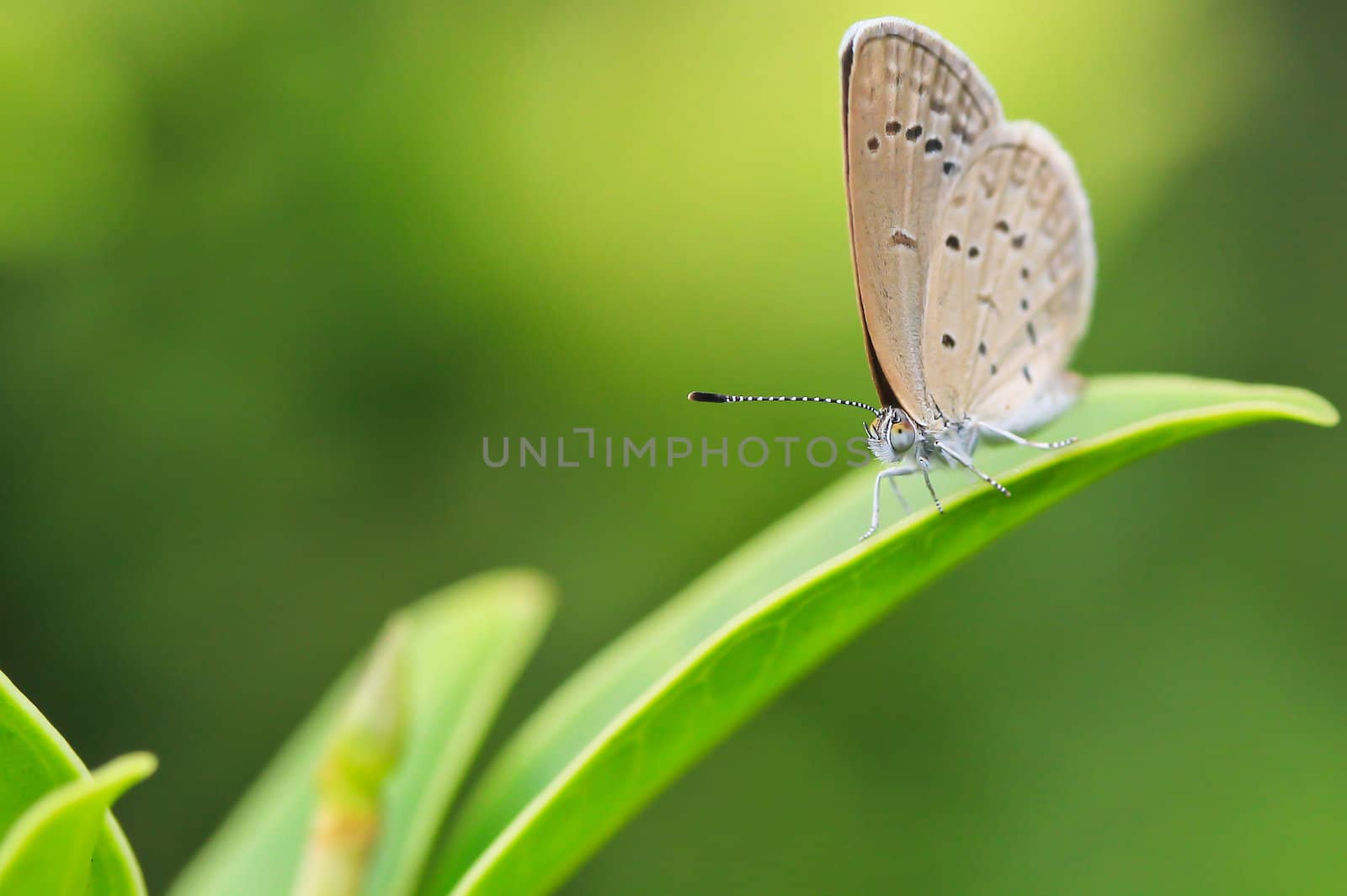 butterfly macro in garden in bangkok thailand