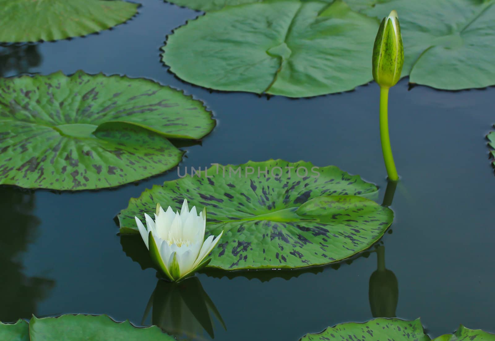 lotus leaf by Photoguide