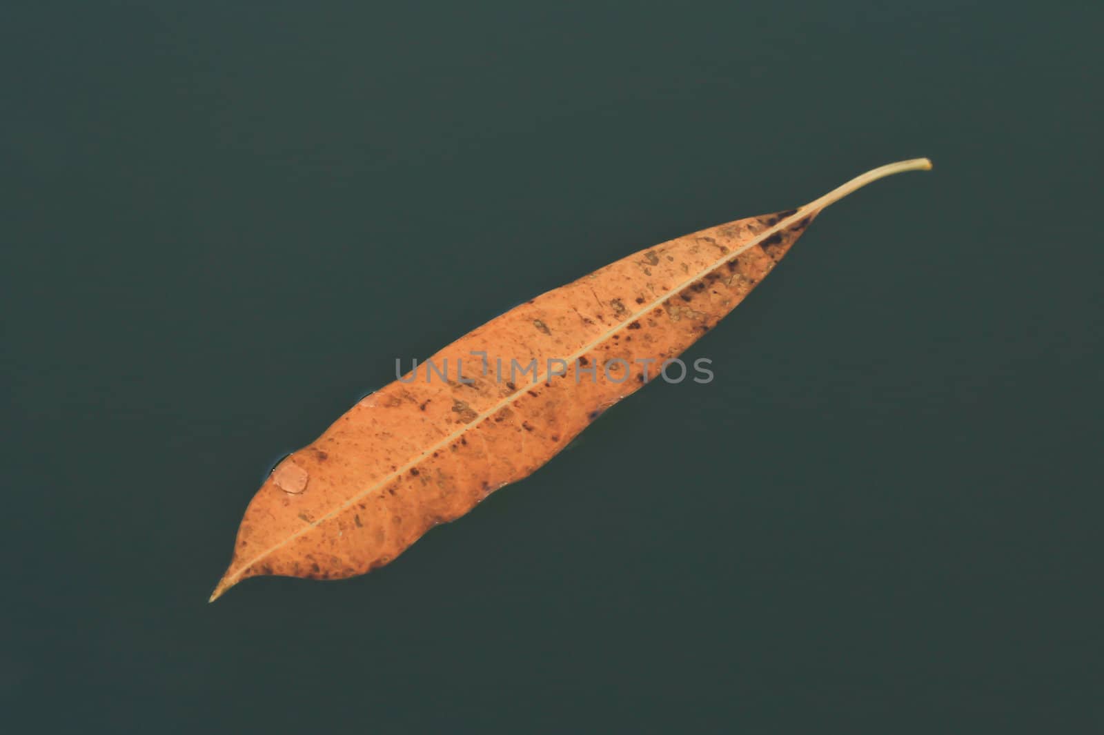 leaves by Photoguide