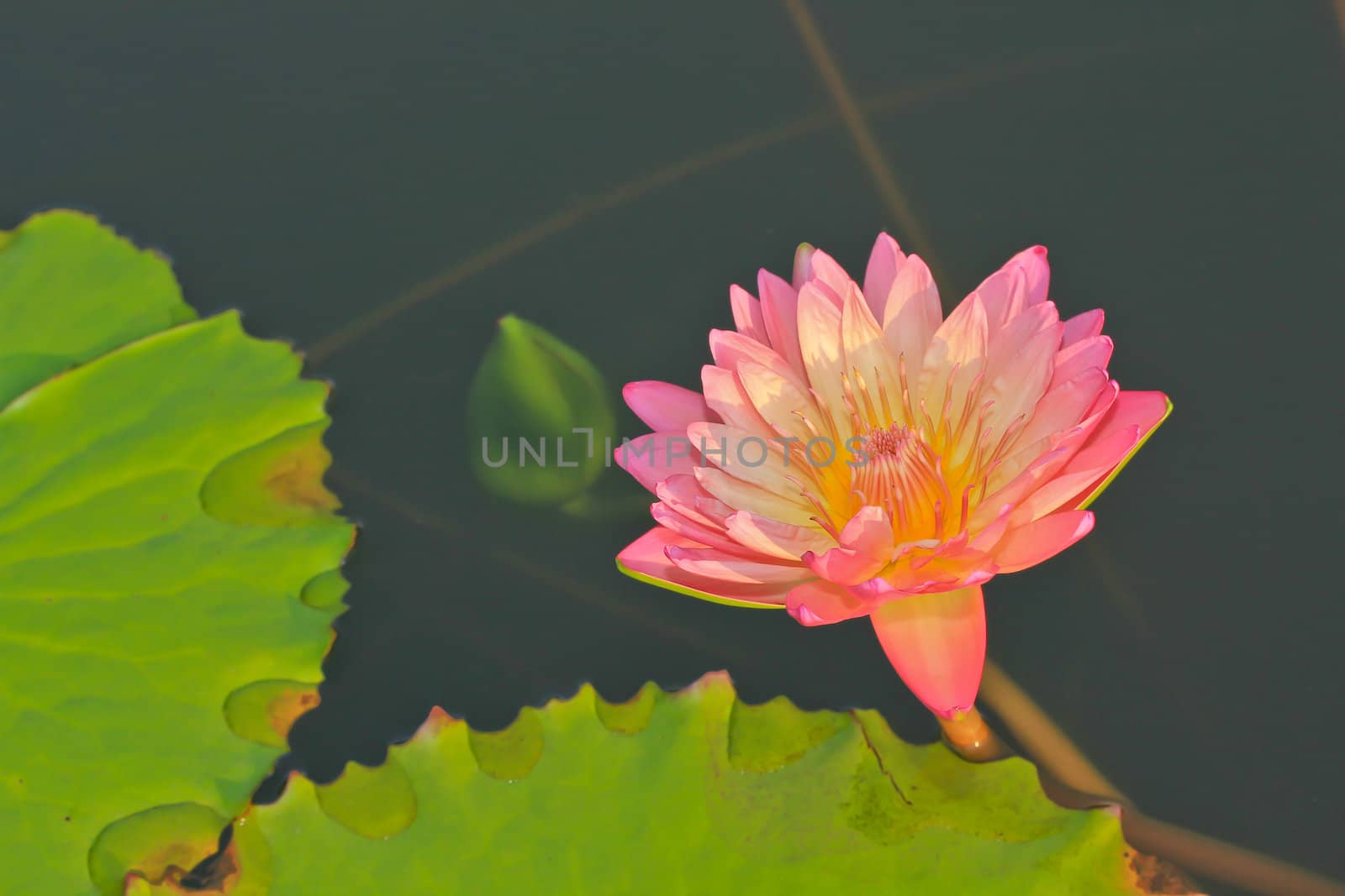lotus leaf by Photoguide