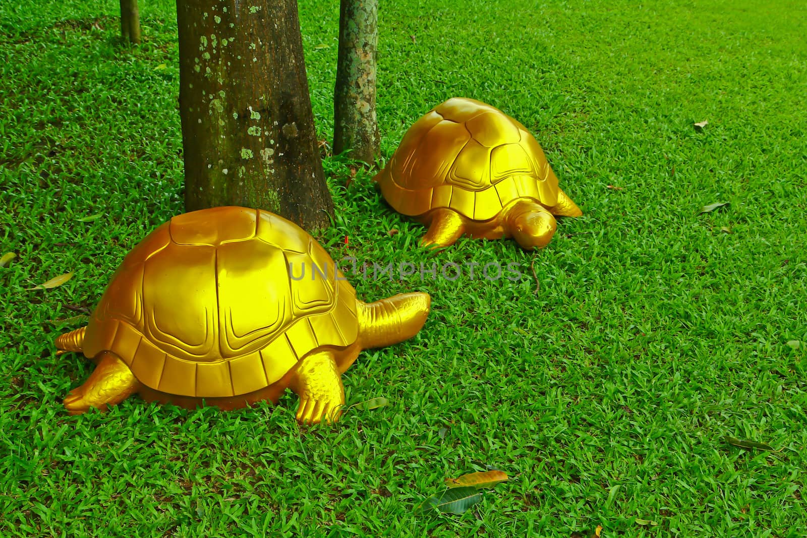 Turtle in garden by Photoguide