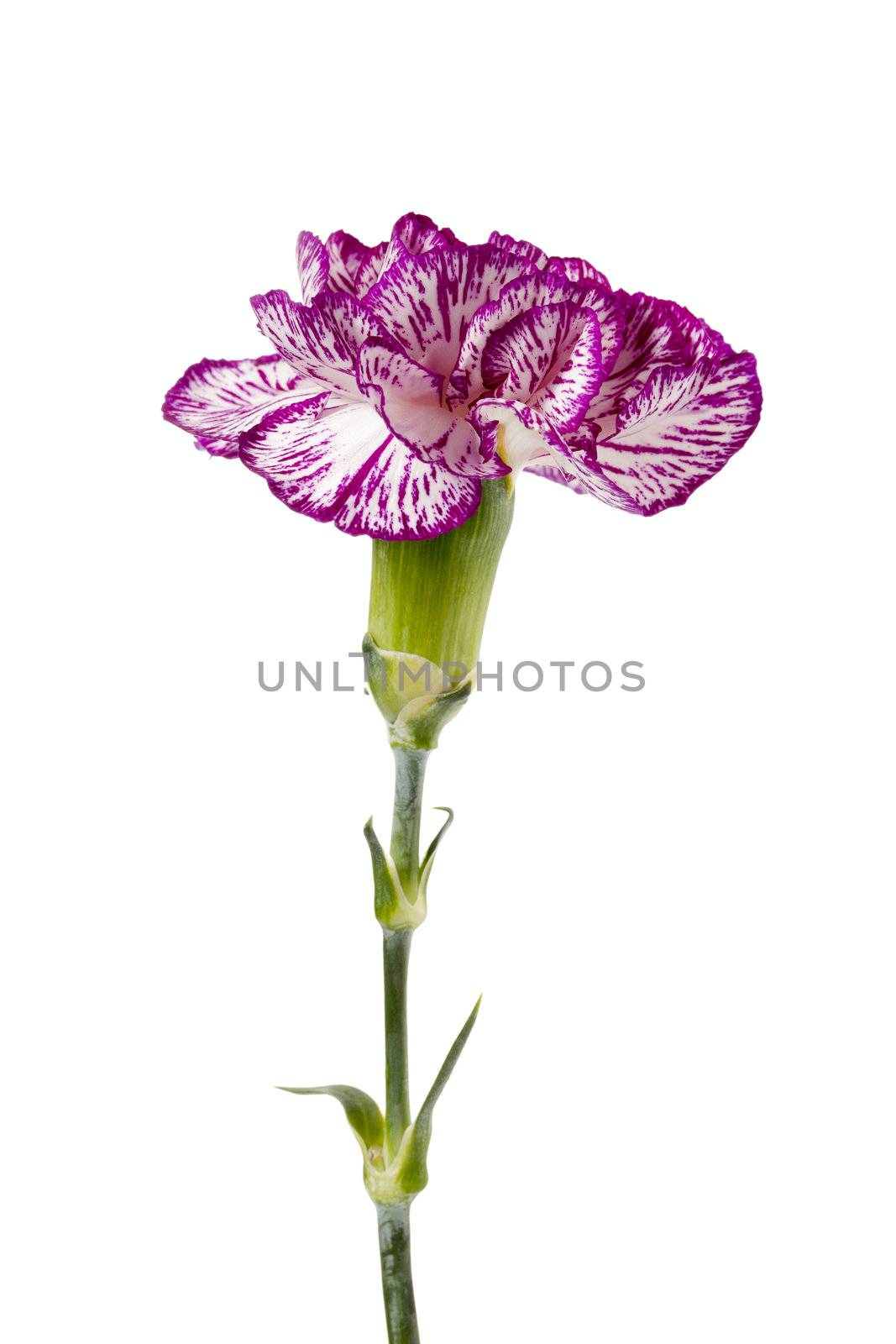 Close-up portrait of fresh bloom purple carnation standing on a white background